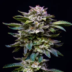 Sementes de Maconha Feminizadas Gorilla Rainbow Feminized | BSF Seeds Brasil