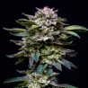 Gorilla Rainbow Feminized|BSF Seeds Brasil