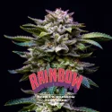 Sementes de Maconha Feminizadas Gorilla Rainbow Feminized | BSF Seeds Brasil