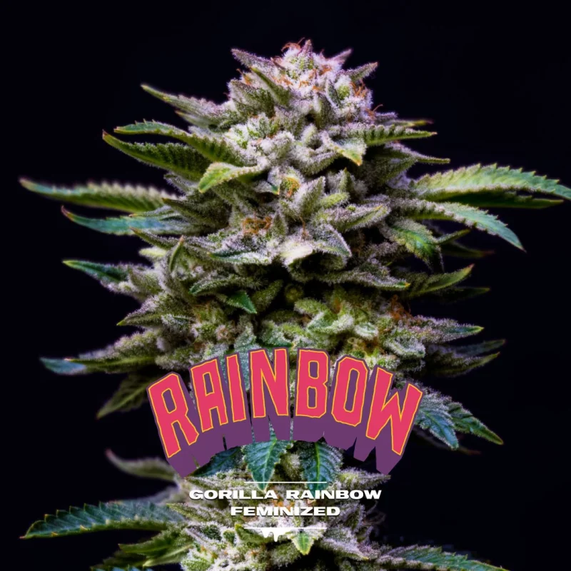 Sementes de Maconha Feminizadas Gorilla Rainbow Feminized | BSF Seeds Brasil