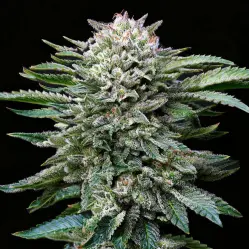 Sementes de Maconha Feminizadas White Gorilla Feminized | BSF Seeds Brasil