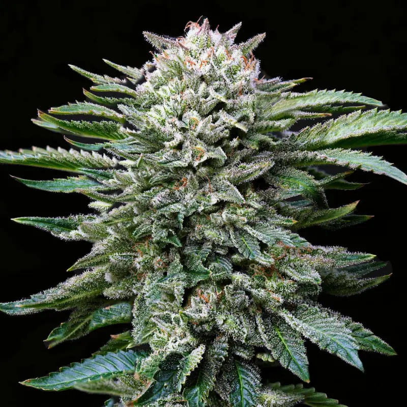 White Gorilla Feminized|BSF Seeds Brasil
