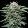 White Gorilla Feminized|BSF Seeds Brasil