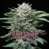 White Gorilla Feminized|BSF Seeds Brasil
