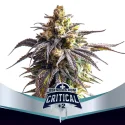 Sementes de Cannabis Automáticas Critical +2 XXL Auto | BSF Seeds Brasil | Compre Agora