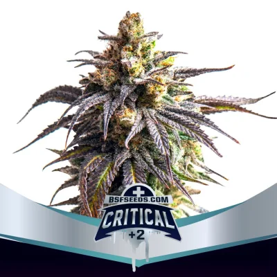 Sementes de Cannabis Automáticas Critical +2 XXL Auto | BSF Seeds Brasil | Compre Agora
