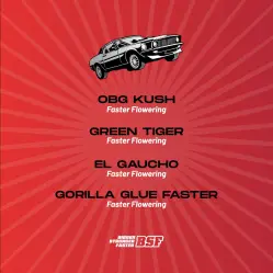 Faster and Furious Mix|BSF Seeds Brasil