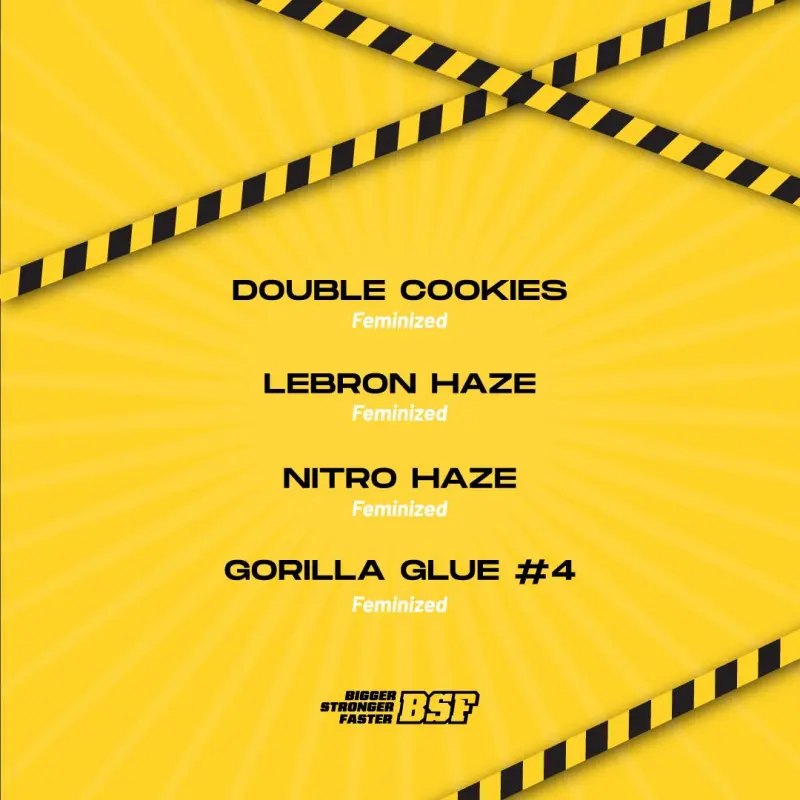 High Voltage Feminized Mix|BSF Seeds Brasil