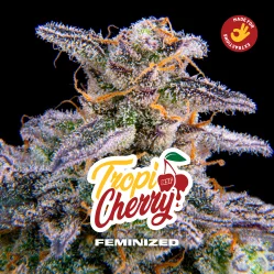 Sementes de Maconha Feminizadas Tropicherry Feminized | BSF Seeds Brasil