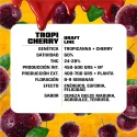 Sementes de Maconha Feminizadas Tropicherry Feminized | BSF Seeds Brasil