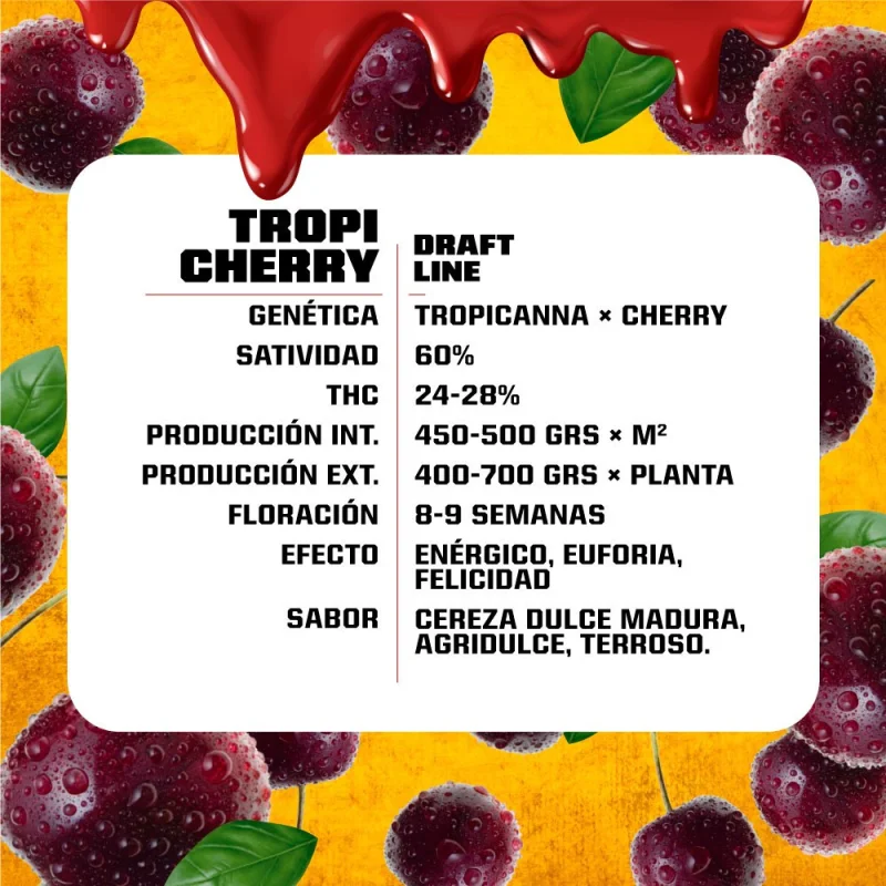 Sementes de Maconha Feminizadas Tropicherry Feminized | BSF Seeds Brasil