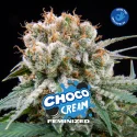 Sementes de Maconha Feminizadas Choco Cream Feminized | BSF Seeds Brasil