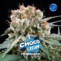 Choco Cream Feminized|BSF Seeds Brasil