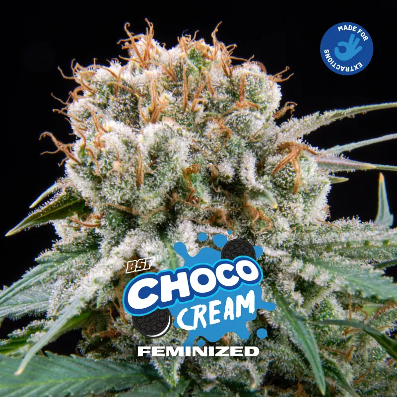 Choco Cream Feminized|BSF Seeds Brasil