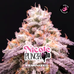 Sementes de Maconha Feminizadas Nicole Punch Feminized | BSF Seeds Brasil