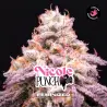 Nicole Punch Feminized|BSF Seeds Brasil