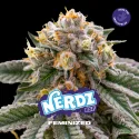 Sementes de Maconha Feminizadas Nerdz Feminized | BSF Seeds Brasil