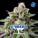 Sementes de Maconha Feminizadas G-Mint Feminized | BSF Seeds Brasil