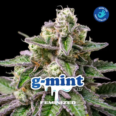 Sementes de Maconha Feminizadas G-Mint Feminized | BSF Seeds Brasil