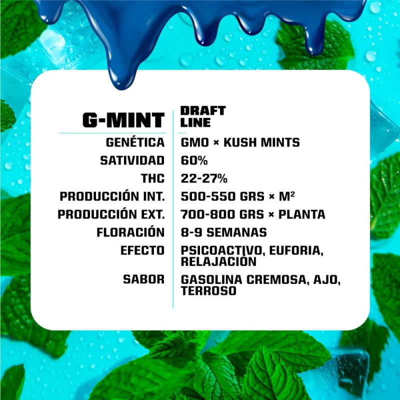Sementes de Maconha Feminizadas G-Mint Feminized | BSF Seeds Brasil