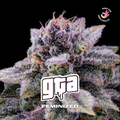 Sementes de Maconha Feminizadas GTA Feminized | BSF Seeds Brasil