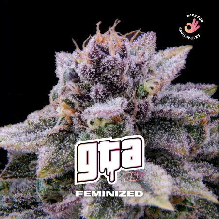 Sementes de Maconha Feminizadas GTA Feminized | BSF Seeds Brasil