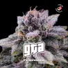 GTA Feminized|BSF Seeds Brasil