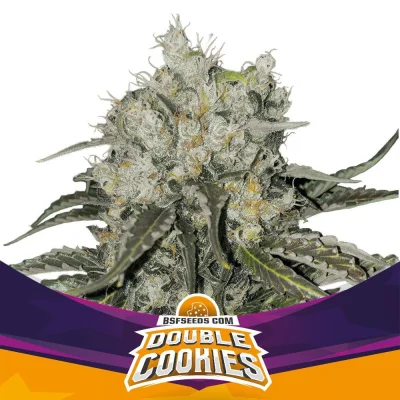 Sementes de Maconha Feminizadas Double Cookies | BSF Seeds Brasil