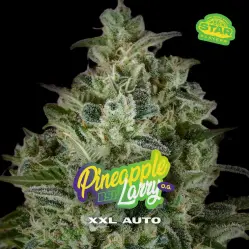 Pineapple Larry Og XXL Auto