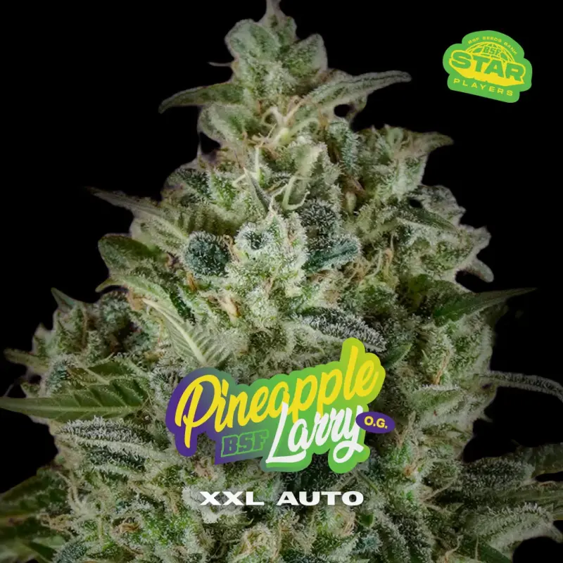 Pineapple Larry OG XXL Auto|BSF Seeds Brasil