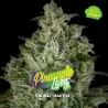 Pineapple Larry OG XXL Auto|BSF Seeds Brasil