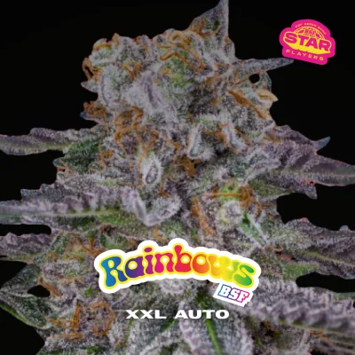 Sementes de Cannabis Automáticas Rainbows XXL Auto | BSF Seeds Brasil | Compre Agora