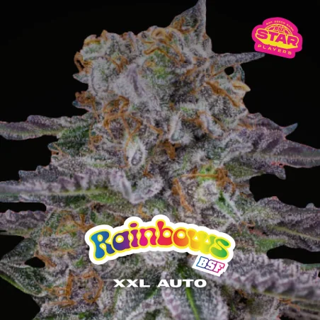 Sementes de Cannabis Automáticas Rainbows XXL Auto | BSF Seeds Brasil | Compre Agora