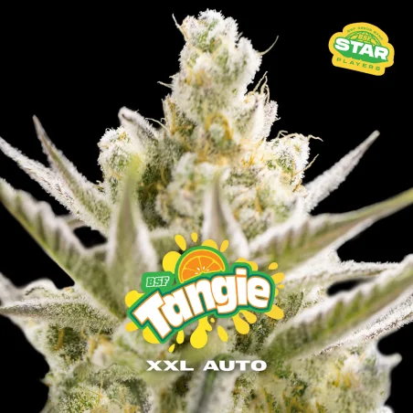 Sementes de Cannabis Automáticas Tangie XXL Auto | BSF Seeds Brasil | Compre Agora
