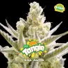 Tangie XXL Auto|BSF Seeds Brasil
