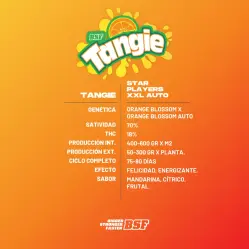 Tangie XXL Auto|BSF Seeds Brasil