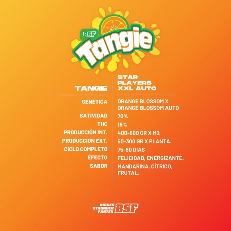 Sementes de Cannabis Automáticas Tangie XXL Auto | BSF Seeds Brasil | Compre Agora