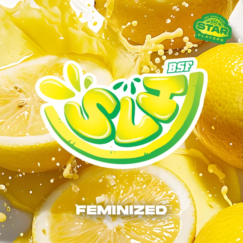 Sementes de Maconha Feminizadas Super Lemon Haze | BSF Seeds Brasil