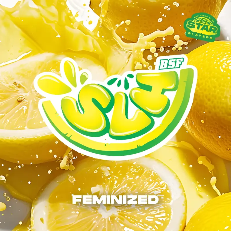 Super Lemon Haze|BSF Seeds Brasil