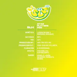 Super Lemon Haze|BSF Seeds Brasil