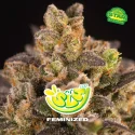 Sementes de Maconha Feminizadas Super Lemon Haze | BSF Seeds Brasil