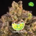 Super Lemon Haze|BSF Seeds Brasil