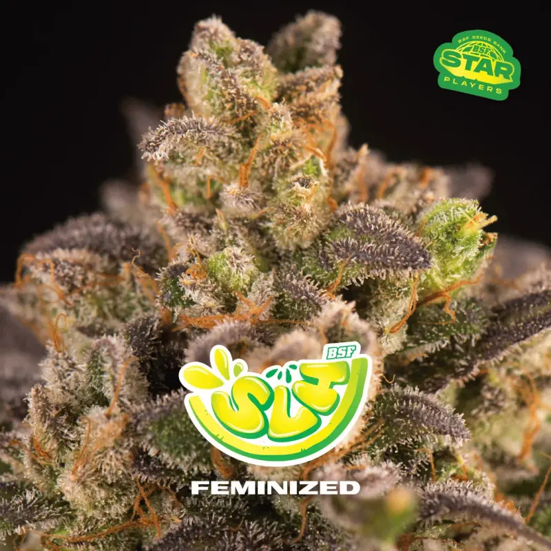 Super Lemon Haze|BSF Seeds Brasil