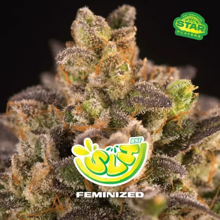 Super Lemon Haze|BSF Seeds Brasil