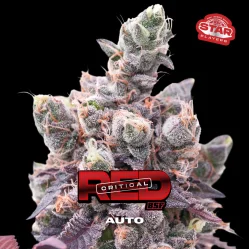 Sementes de Cannabis Automáticas Red Critical Auto | BSF Seeds Brasil | Compre Agora
