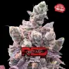 Red Critical Auto|BSF Seeds Brasil