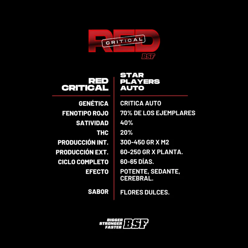 Sementes de Cannabis Automáticas Red Critical Auto | BSF Seeds Brasil | Compre Agora