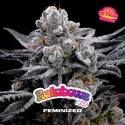 Sementes de Maconha Feminizadas Rainbows | BSF Seeds Brasil