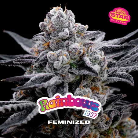 Sementes de Maconha Feminizadas Rainbows | BSF Seeds Brasil