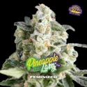 Sementes de Maconha Feminizadas Pineapple Larry OG Fem | BSF Seeds Brasil